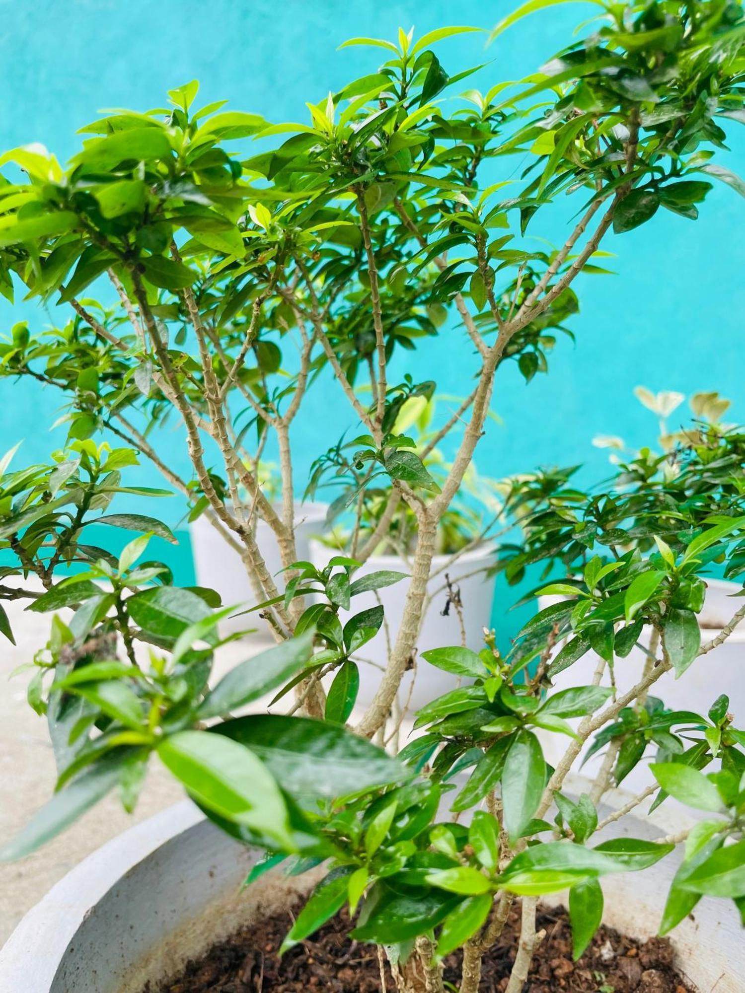 Little Paradise Homestay エッラ エクステリア 写真