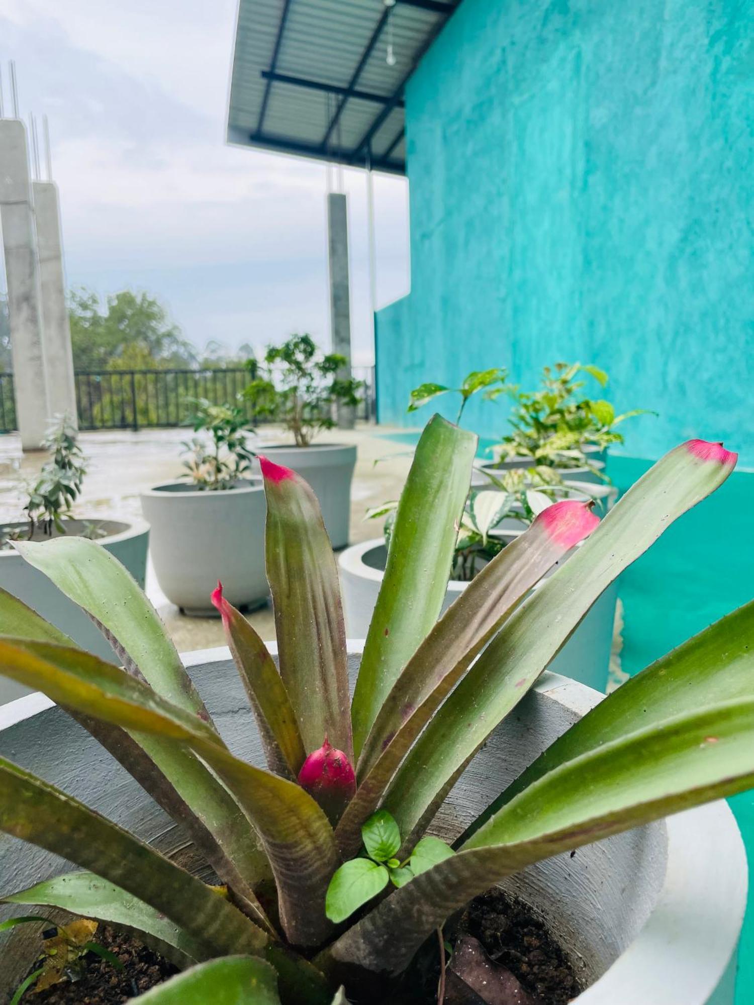 Little Paradise Homestay エッラ エクステリア 写真