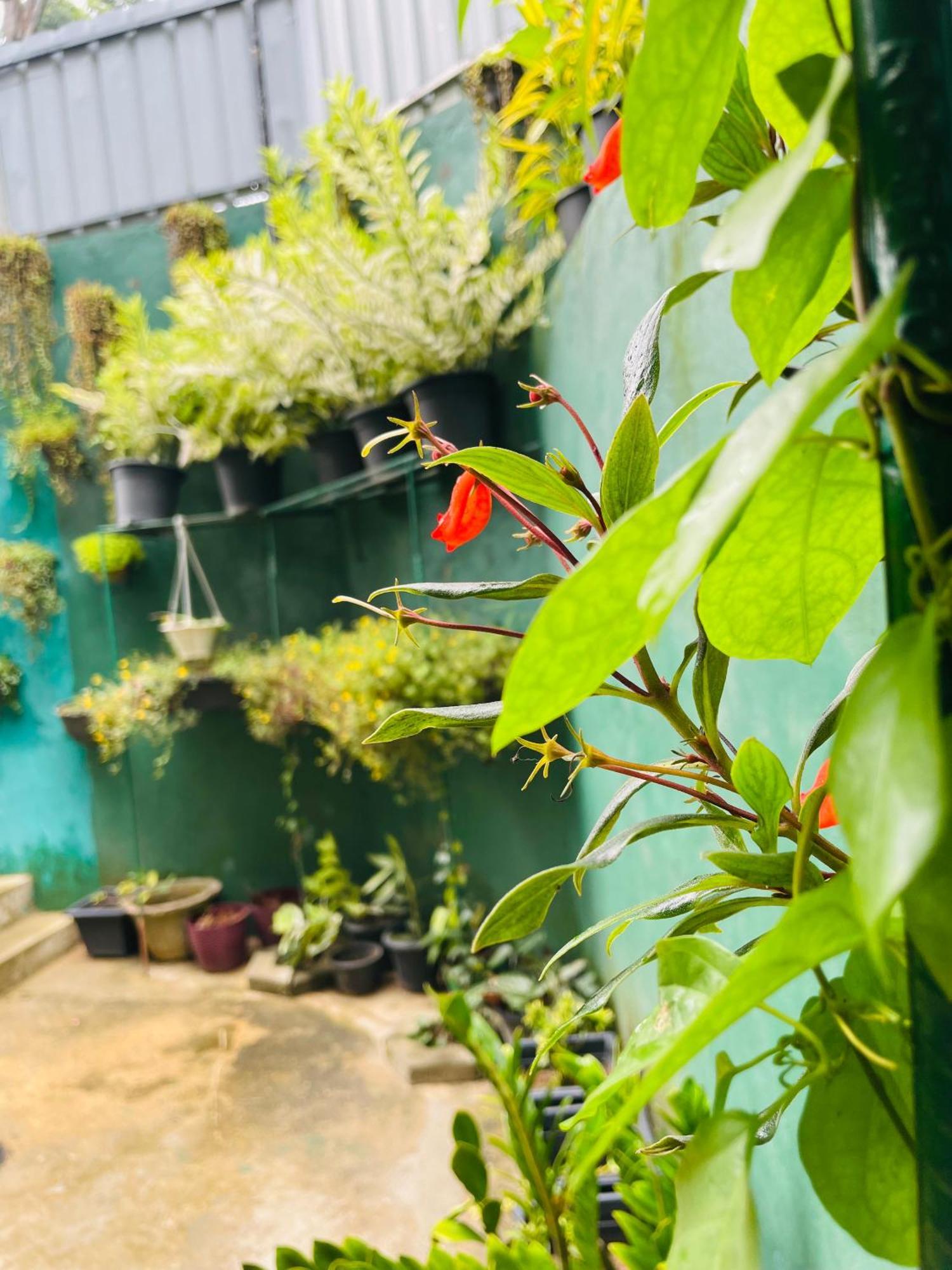Little Paradise Homestay エッラ エクステリア 写真